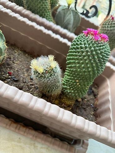 Otaq bitkiləri: Bu dəstə müxtəlif növ kaktuslar daxildir. Hər kaktus özünəməxsus forma — 7