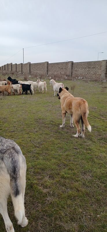 İtlər: Qurdbasar, 11 ay, Erkek, Peyvəndli, Ödənişli çatdırılma -da lalafo.az — 3 İtlər: Qurdbasar, 11 ay, Erkek, Peyvəndli, Ödənişli çatdırılma — 3