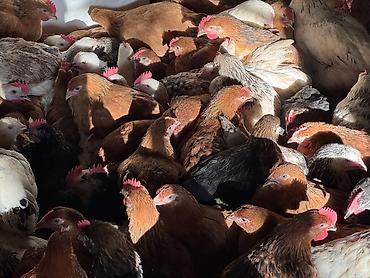 Cücələr: ŞƏKİ DAXİLİNDƏ çatdırılma mümkündür Yetişmiş heyvanlardır. Çəkisi — 14