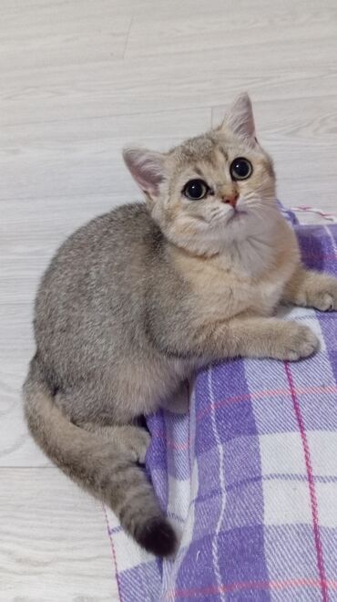 хочу купить кошку: Золотая шиншилла, Самка, В добрые руки