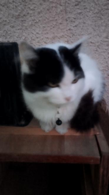 Находка и пропажа кошек: Пропала : Беспородная, Девочка, Белый — 12