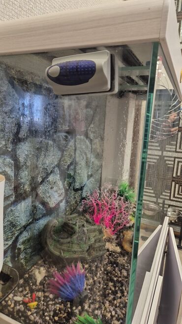 Akvariumlar: Akvarium-şkaf, 413 l, Ünvandan götürmə -da lalafo.az — 4 Akvariumlar: Akvarium-şkaf, 413 l, Ünvandan götürmə — 4