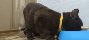 Pişiklər: Britan, Erkək, Yaxşı əllərə, Ünvandan götürmə -da lalafo.az — 6 Pişiklər: Britan, Erkək, Yaxşı əllərə, Ünvandan götürmə — 6