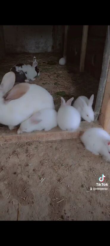 Dovşanlar: Карликовые крольчата. Возраст 1 месяц. Здоровые. Karlik dovşan
