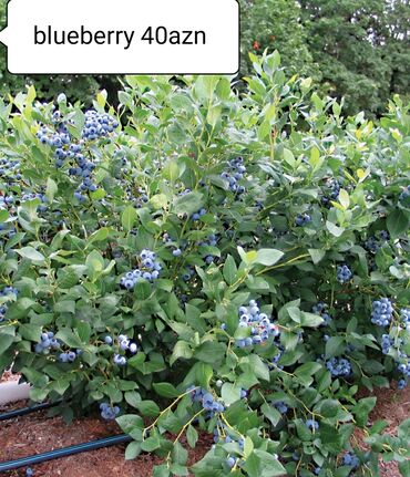 Toxumlar və çöl bitkiləri: Blueberry 40azn dipceylerde Rusiyadan gəlib