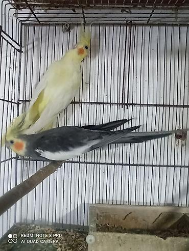 qarga balasi satilir: Hazır cut karellalar hamısından bala alınıb cavan bir iliy quşlardi 4 — 6