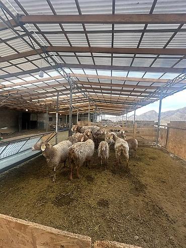 Продажа сельхоз предприятий: Кошара, 30 соток, Действующий, С оборудованием, Скважина, Холодная вода, Электричество — 1