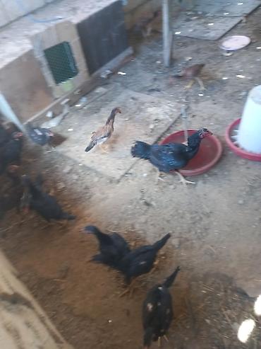 ev heyvanları satışı: Toyuq, Adler, Damazlıq, Ödənişli çatdırılma, Ünvandan götürmə — 2