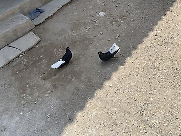 drakon goyercin: Ağ quyruqlardı satılır, endirim olar, Sağlam göyərçinlərdi, zəng — 4