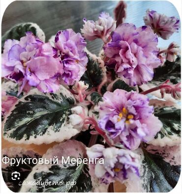 Otaq bitkiləri: 5 — 1