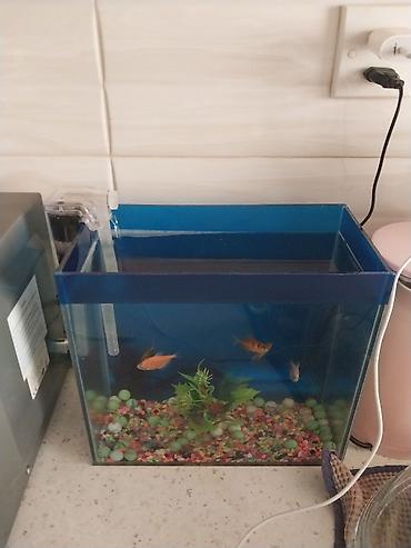akvarium qiymetleri: Akvaryum dəsti – kompakt masaüstü model - Şəffaf şüşə akvaryum — 3
