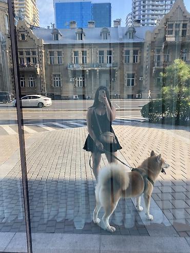pug it: Akita-inu, 2 il, Erkək, Peyvəndli — 2