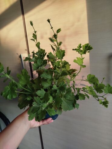 Другие комнатные растения: Другие комнатные растения — 6