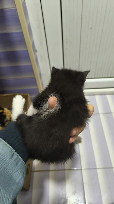 Pişiklər: Yaxşı əllərə — 4