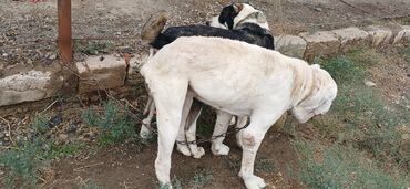UAZ: Alabay, 1 il, Dişi, Peyvəndli, Ödənişli çatdırılma