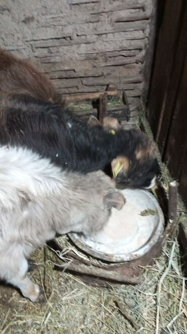 Коровы, быки: Продаю | Тёлка | На откорм — 9