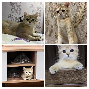 Кошки: Британская, Самец, Для вязки — 1