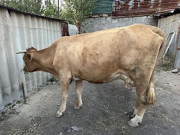 вест хайленд уайт терьер: Продаю | Корова (самка) | Полукровка | Для молока | Привязанные — 3