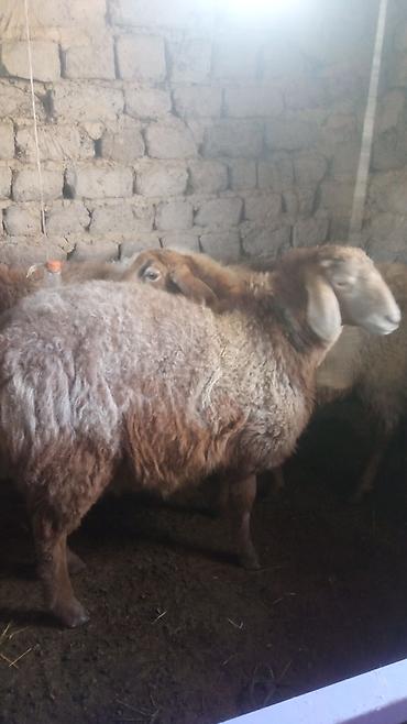 Баран, овца: Продаю | Овца (самка) | Для разведения | Матка — 6