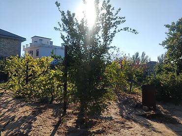 bağca satılır: Bakı, Sabunçu qəs., 80 kv. m, 3 otaqlı, Hovuzlu — 5