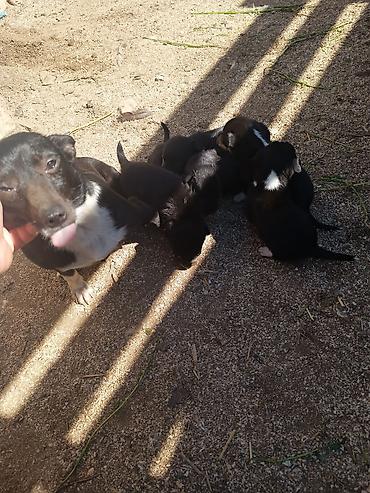 İtlər: Zvanok it balaları — 8