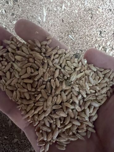 пшеница ячмень: Пшеница 14 есть доставка