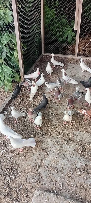 ucuz quslar: Tutulma quşdar satilri 30 yaxsın quşdu saǧlam quşdardi hamsi 400 — 2