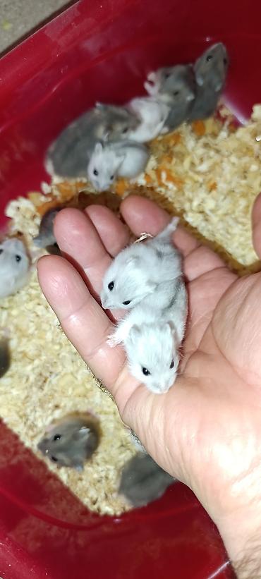 Gəmiricilər: Yeni qəfəs😍 2xomyak ağ və boz🥰 qəfəsin içində Fırlanan çarxı🤩 Su — 10