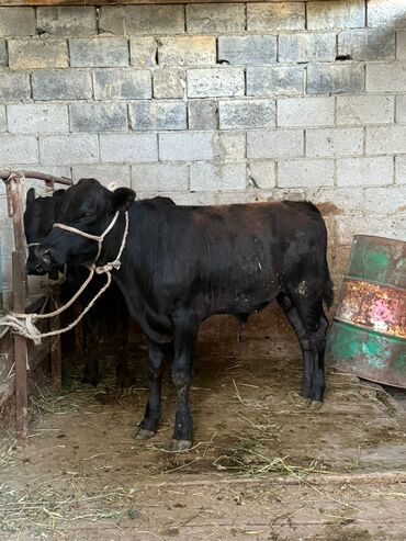 Коровы, быки: Продаю | Бык (самец) | Абердин-ангус | На откорм | Племенные