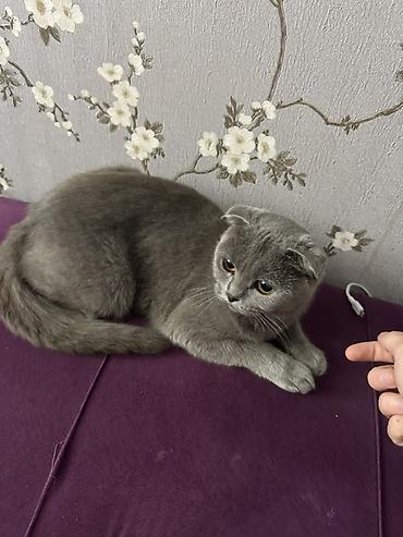 Кошки: Шотландская вислоухая, Самка — 1