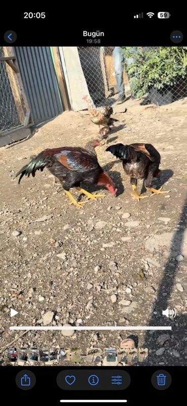 Xoruzlar: Məhsul: Uzunboyun, möhkəm ayaqlı, sərt bədən quruluşlu döyüş tipli — 13