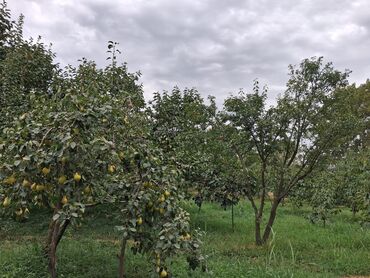 Bağ evlərinin satışı: Yerləşir:Göyçay rayonu Ərəb bələdiyyəsinin yanı trasın qrağı.25 sot -da lalafo.az — 13 Bağ evlərinin satışı: Yerləşir:Göyçay rayonu Ərəb bələdiyyəsinin yanı trasın qrağı.25 sot — 13