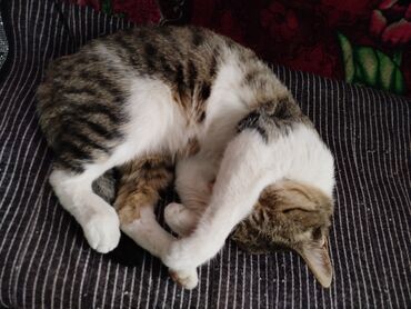 Отдам даром кошку: Котята трёхцветной окраски - Домашние котята с ярким черепаховым и — 24