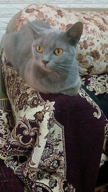 Pişiklər: Britan, Dişi, Yaxşı əllərə, Pulsuz çatdırılma — 2