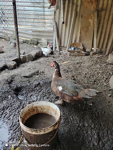 qurban bayrami qoyun: Krasnadar lal ördeyi yeke erkeydi — 1