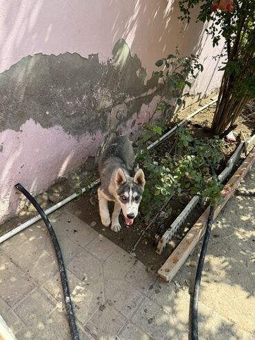 vəşi itlər: Xaski, 4 ay, Dişi