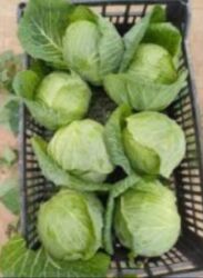 машина kg бишкек тойота: Honda