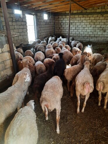 qadinlarda cinsi hevesi artiran dermanlar: Salam.59 baş qırxılmış, diri çəkiləri 30-43kq olan qurbanlıq erkək