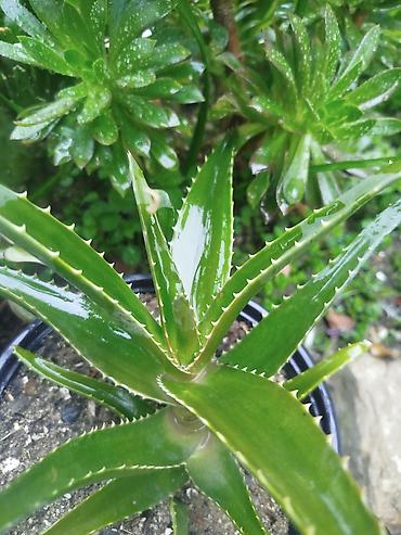 Дом и сад: Aloe (sukkulent) – dekorativ və faydalı ev/bağ bitkisi - Parlaq — 1