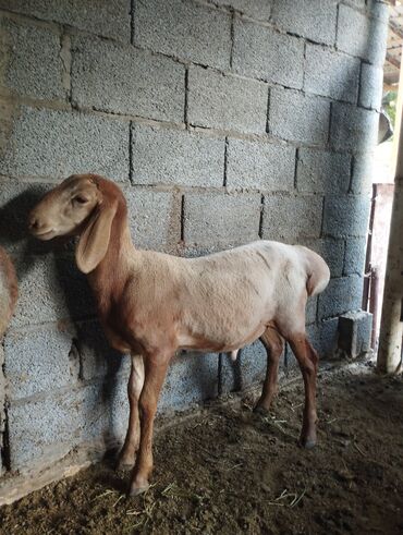 продажа овец: Сатам | Кочкор (эркек) | Арашан | Көбөйтүү үчүн | Асыл тукумдуу, Жасалма жол менен боозутуу