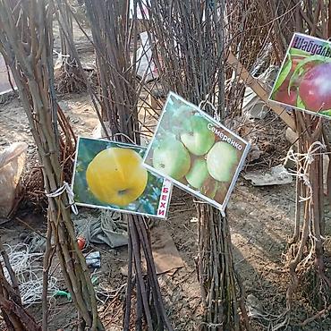 Яблоня: Саженцы плодовых культур — ассортимент сортов Предлагаются саженцы — 13