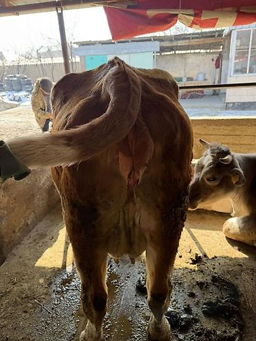 Коровы, быки: Продаю | Тёлка | Искусственник — 11