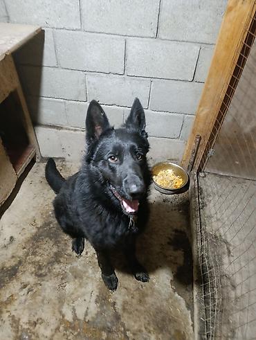 Продажа собак: Немецкая овчарка, 2 года, Самец — 6