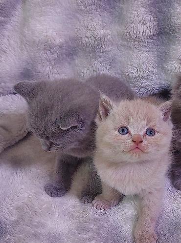 отель для кошек: ГОТОВЯТЬСЯ К ПРОДАЖЕ! Шотландские котята 6 недель - Породы — 4