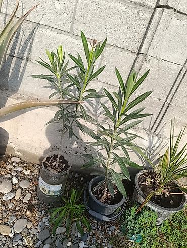 комтер: Олеандр (Nerium oleander) в горшках - Кустовые саженцы разной высоты — 3