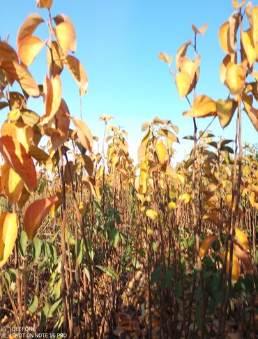 Şitillər: Meyvə tingləri satışdadır və sağlam zəmanətli sifariş verə bilərsiz -da lalafo.az — 10 Şitillər: Meyvə tingləri satışdadır və sağlam zəmanətli sifariş verə bilərsiz — 10