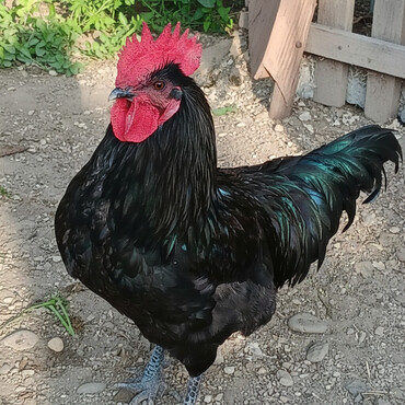 Xoruzlar: Saf qan xətləri olan qara xalli xoruzlar - Rəng: dərin qara, günəşdə — 1