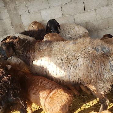 Баран, овца: Продаю | Овца (самка) | Для разведения | Матка — 2