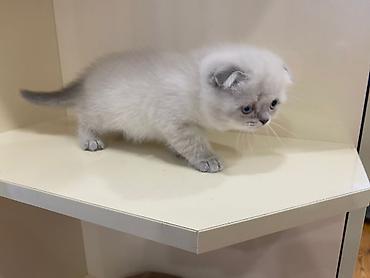 Pişiklər: Şotland — 6