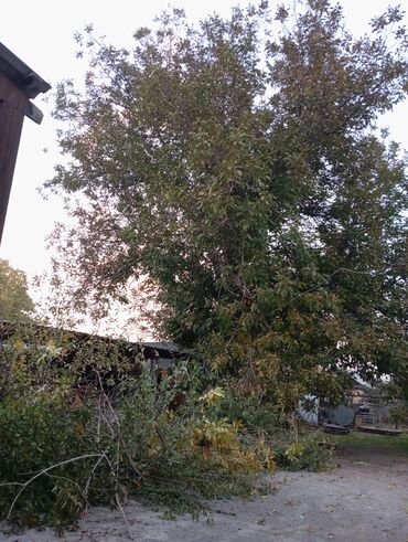 повесить телевизор на стену цена: Продам дерево орех. Очень большой.Не дорого